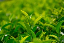 茶葉品牌應(yīng)利用包裝設(shè)計(jì)來展示產(chǎn)品品質(zhì)、地域特色等提升品牌形象和競爭力